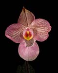 Paph.Magic Lantern